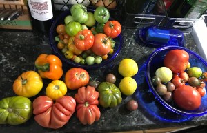 Image of a countertop full of tomatoes and cucumbers of various colors and ripeness. All harvested from Crystal's garden.