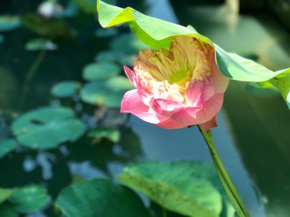 Picture of a lily in front of a pond in Singapore.