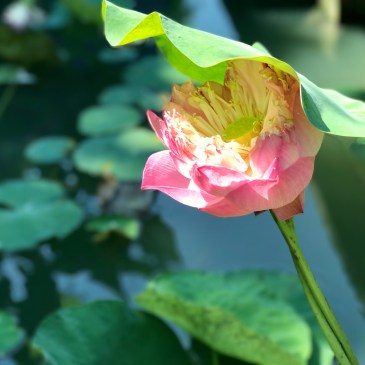 Picture of a lily in front of a pond in Singapore.
