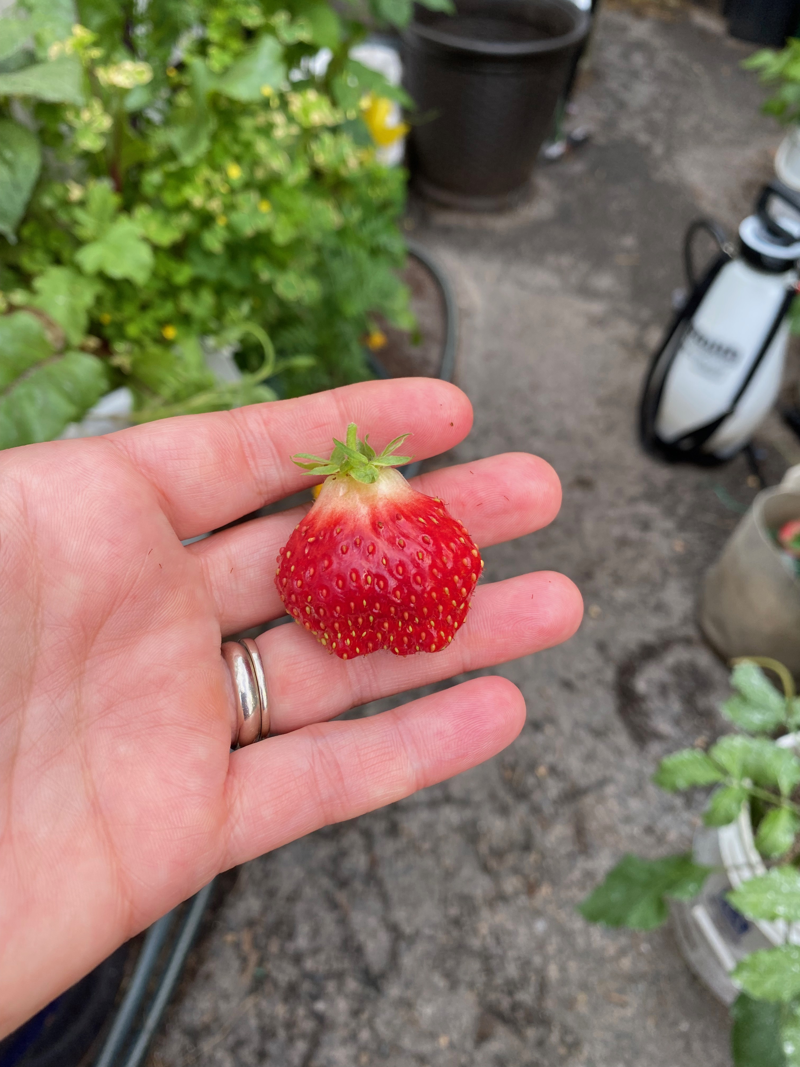 Picture of a ripe strawberry in my left hand, held above a cement floor and some plants in the background.