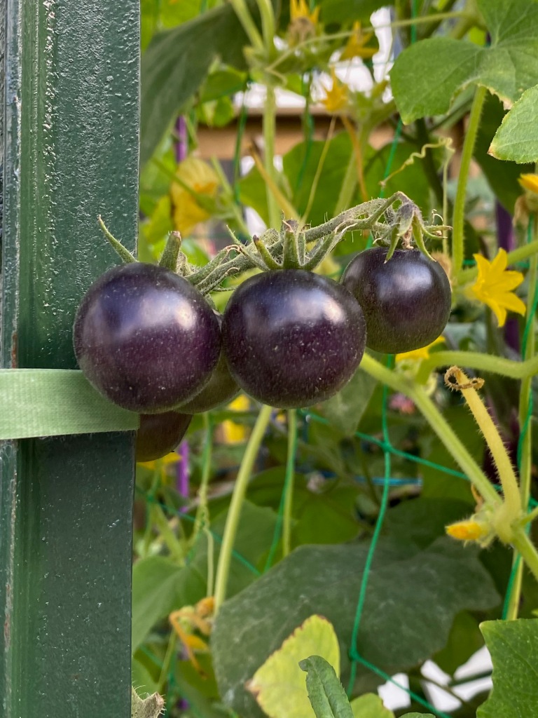 Picture of cherry tomatoes that are a shade of blue-purple, on a branch next to a green fence support. Cucumber plants are in the background.