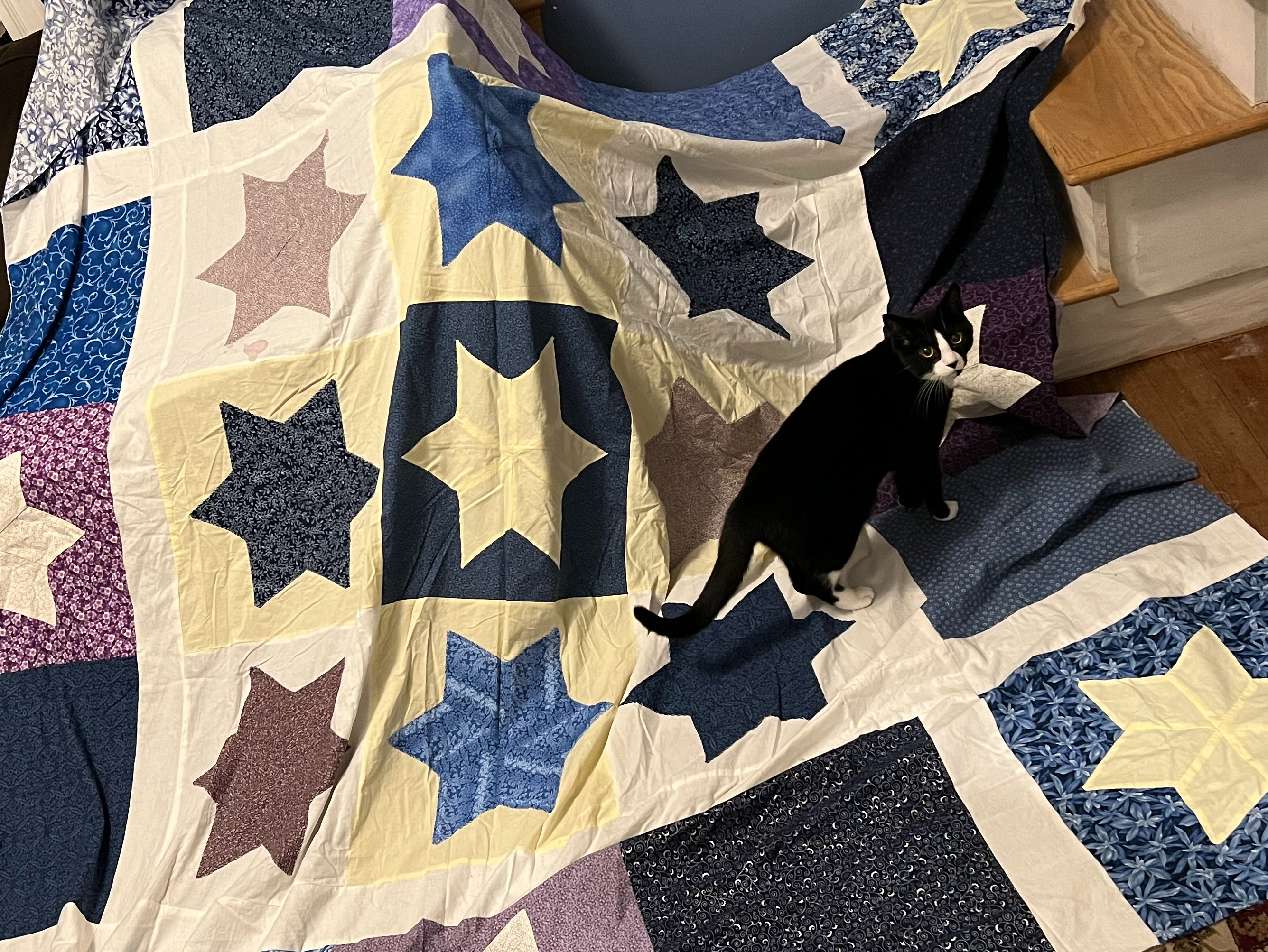 My black-and-white kitten (mostly black body with white on her face near her nose and muzzle, plus a black little nose), Carol Danvers, on top of a quilt in progress. The quilt is of various purple, blue, yellow, and white Stars of David inside blocks. It is unfinished, and in this picture it's draped across the couch and a set of wooden stairs.