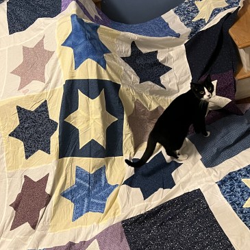 My black-and-white kitten (mostly black body with white on her face near her nose and muzzle, plus a black little nose), Carol Danvers, on top of a quilt in progress. The quilt is of various purple, blue, yellow, and white Stars of David inside blocks. It is unfinished, and in this picture it's draped across the couch and a set of wooden stairs.